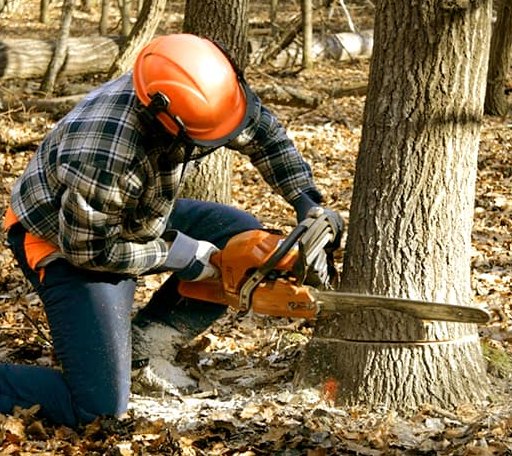 Tree Removal in Hamburg, IL